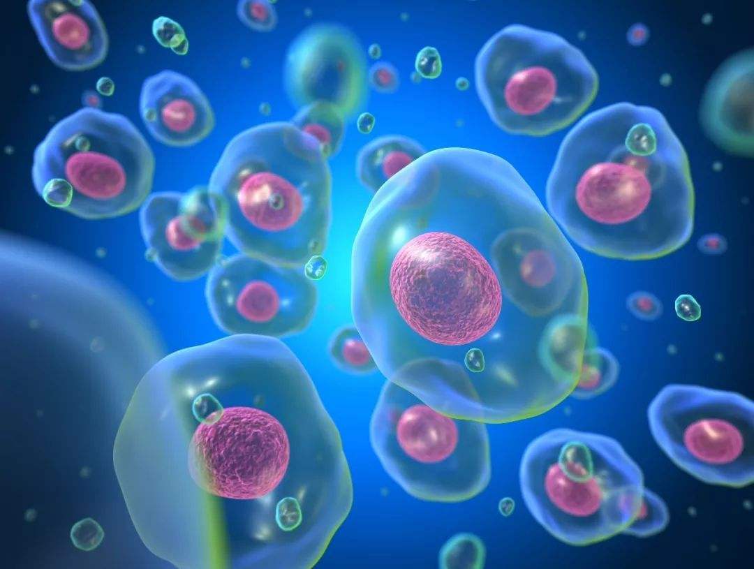 FIX&PERM?細胞固定/透化試劑，助力血液惡性腫瘤研究